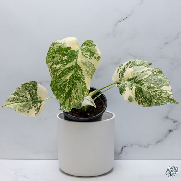 Monstera Deliciosa 'Creme Brûlée' (wk34-I)