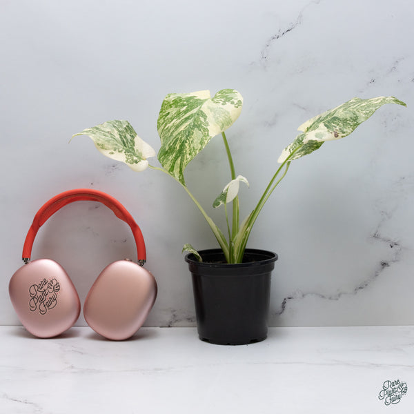 Monstera Deliciosa 'Creme Brûlée' (wk34-I)