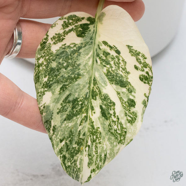 Monstera Deliciosa 'Creme Brûlée' (wk34-I)