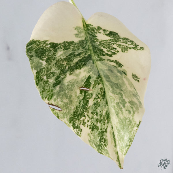 Monstera Deliciosa 'Creme Brûlée' (wk34-I)