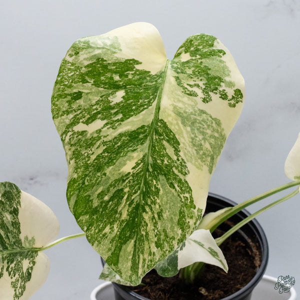 Monstera Deliciosa 'Creme Brûlée' (wk34-I)