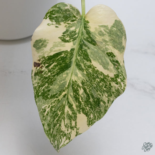 Monstera Deliciosa 'Creme Brûlée' (wk34-I)