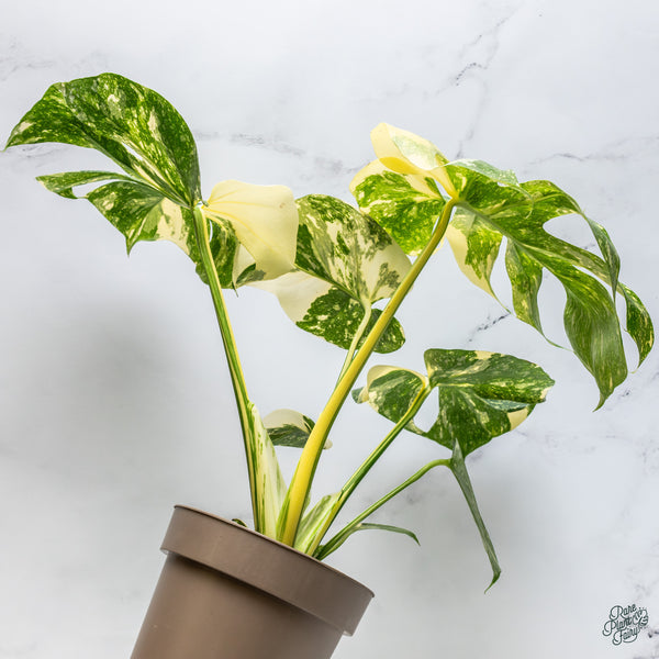 Monstera Deliciosa 'Creme Brûlée' (wk34-K)