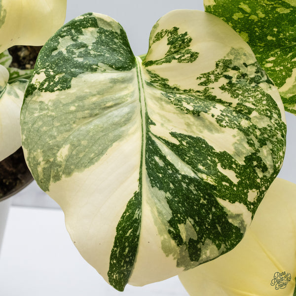 Monstera Deliciosa 'Creme Brûlée' (wk34-K)