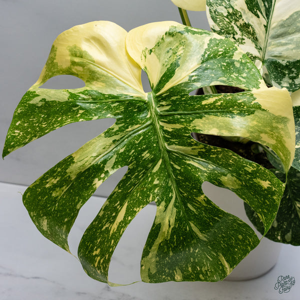 Monstera Deliciosa 'Creme Brûlée' (wk34-K)