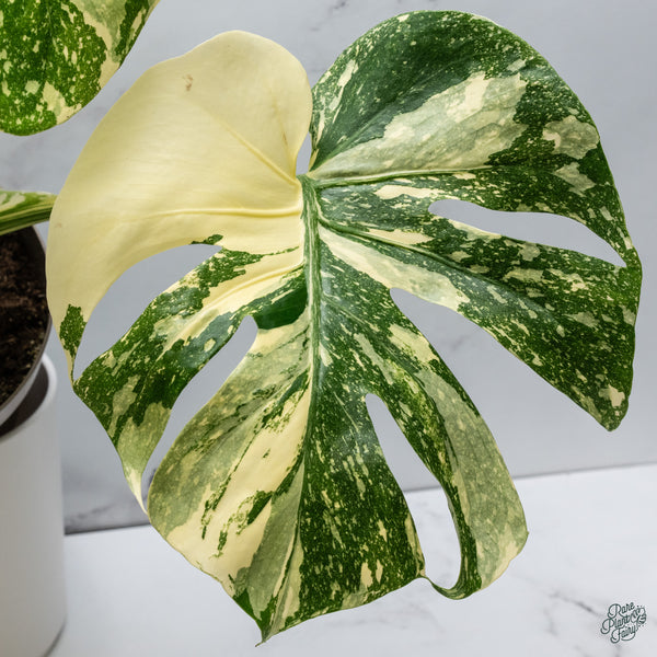 Monstera Deliciosa 'Creme Brûlée' (wk34-K)