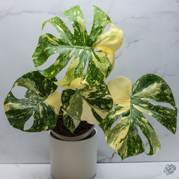 Monstera Deliciosa 'Creme Brûlée' (wk34-K)
