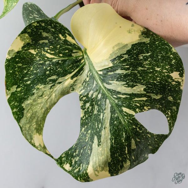 Monstera Deliciosa 'Creme Brûlée' (wk34-K)