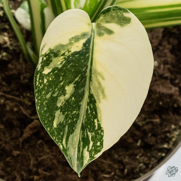 Monstera Deliciosa 'Creme Brûlée' (wk34-K)