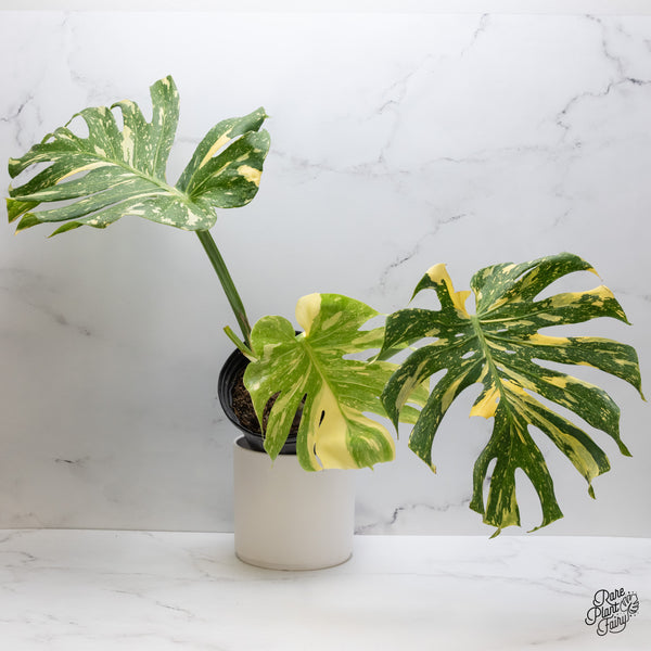 Monstera Deliciosa 'Creme Brûlée' (wk35-G)