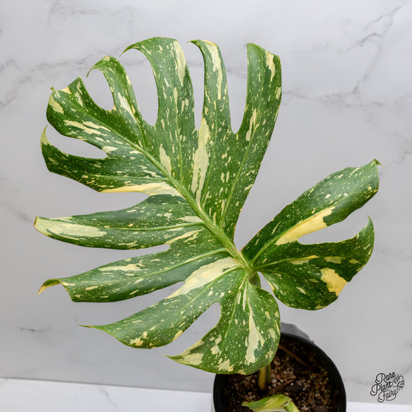 Monstera Deliciosa 'Creme Brûlée' (wk35-G)
