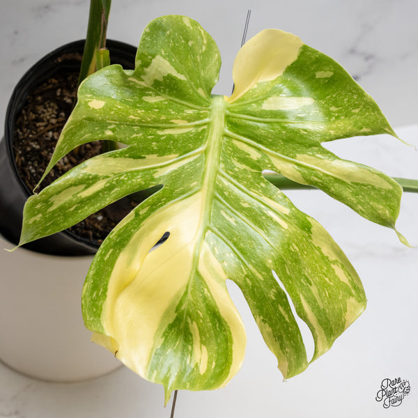 Monstera Deliciosa 'Creme Brûlée' (wk35-G)