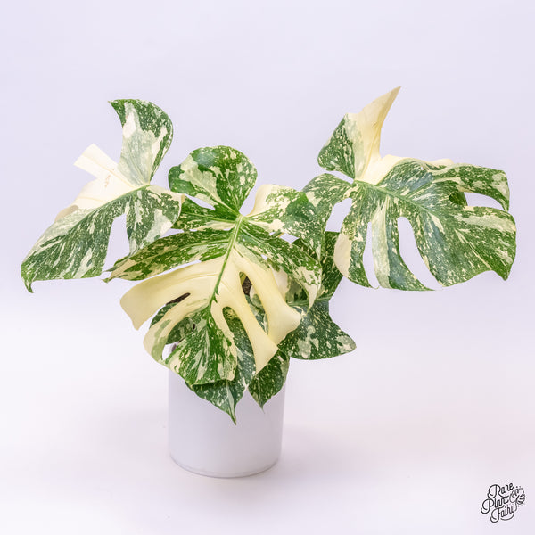 Monstera Deliciosa 'Creme Brûlée' (wk37-G)