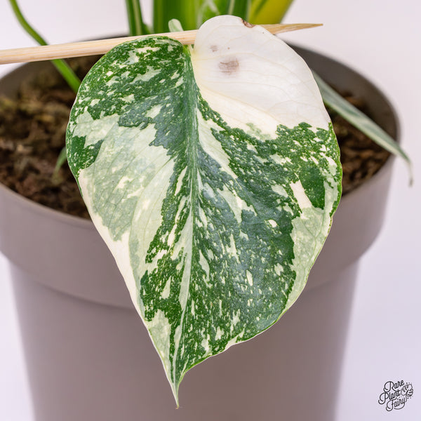 Monstera Deliciosa 'Creme Brûlée' (wk37-G)