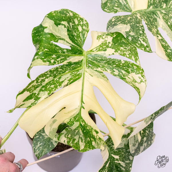 Monstera Deliciosa 'Creme Brûlée' (wk37-G)