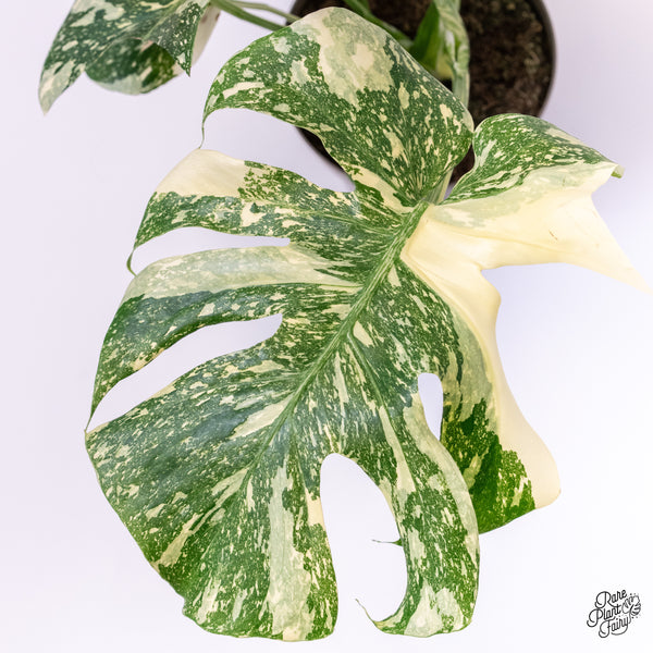 Monstera Deliciosa 'Creme Brûlée' (wk37-G)