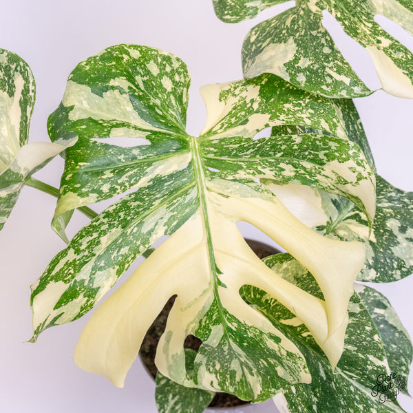 Monstera Deliciosa 'Creme Brûlée' (wk37-G)