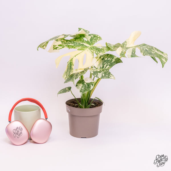 Monstera Deliciosa 'Creme Brûlée' (wk37-G)