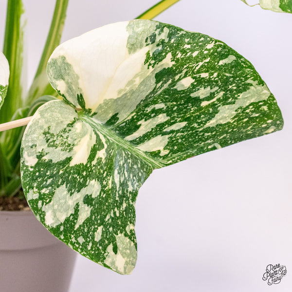 Monstera Deliciosa 'Creme Brûlée' (wk37-G)