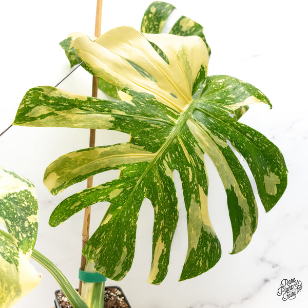 Monstera Deliciosa 'Creme Brûlée' (wk45-C)