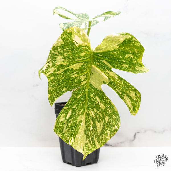 Monstera Deliciosa 'Creme Brûlée' (wk46-F)