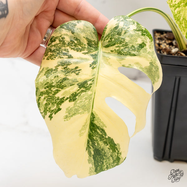 Monstera Deliciosa 'Creme Brûlée' (wk47-UF)