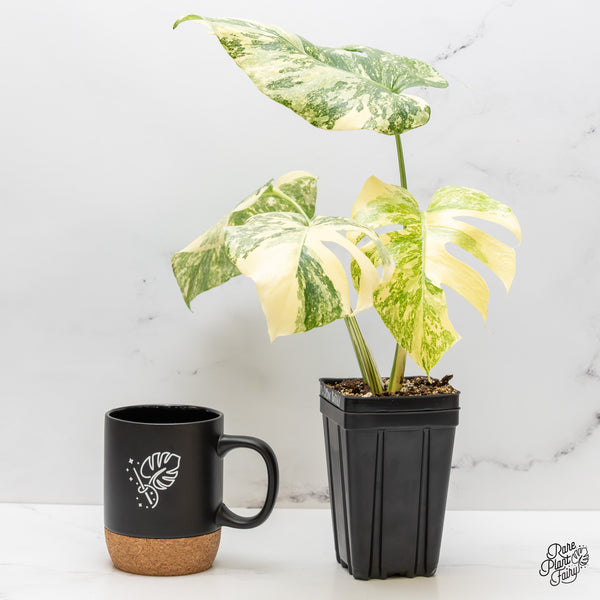 Monstera Deliciosa 'Creme Brûlée' (wk47-UF)