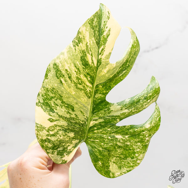 Monstera Deliciosa 'Creme Brûlée' (wk47-UF)