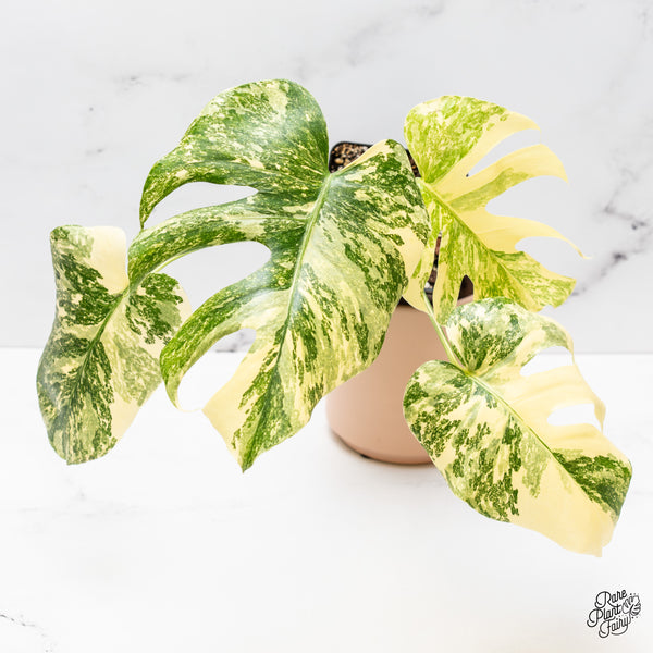 Monstera Deliciosa 'Creme Brûlée' (wk47-UF)