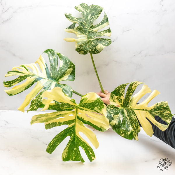 Monstera Deliciosa 'Creme Brûlée' (wk47-UR)