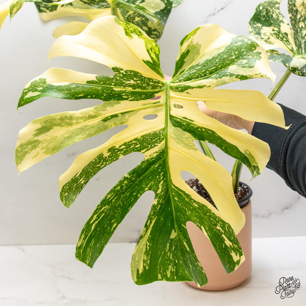 Monstera Deliciosa 'Creme Brûlée' (wk47-UR)