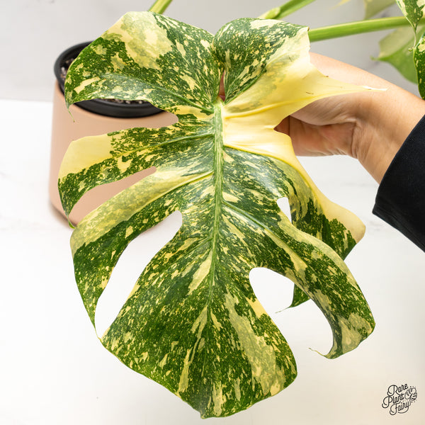 Monstera Deliciosa 'Creme Brûlée' (wk47-UR)