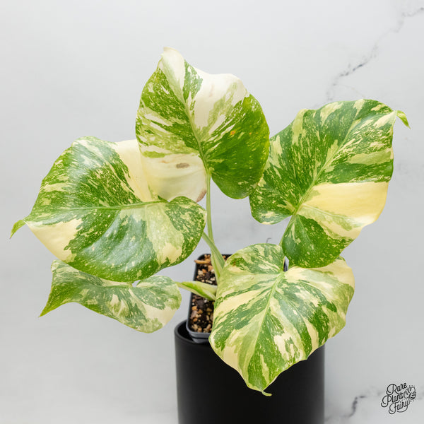 Monstera Deliciosa 'Creme Brûlée' (wk51-B)