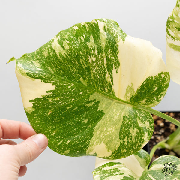 Monstera Deliciosa 'Creme Brûlée' (wk51-B)