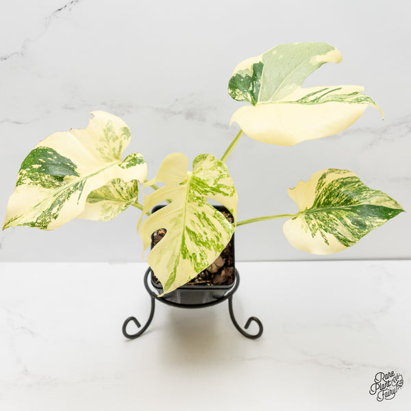 Monstera Deliciosa 'Creme Brûlée' (wk6-UL)