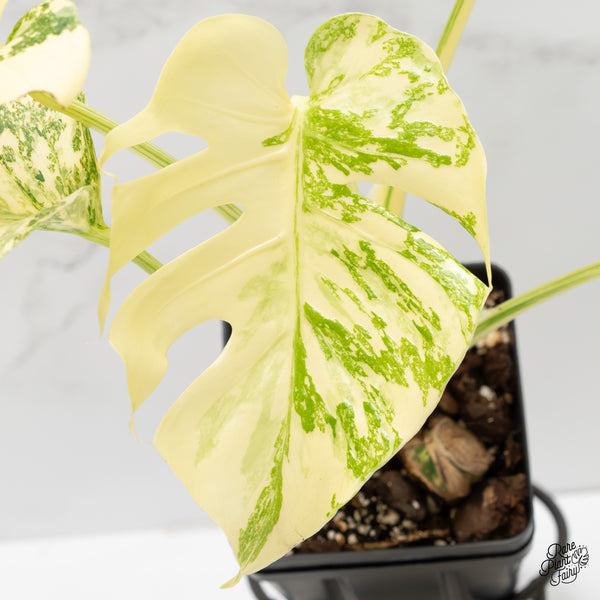 Monstera Deliciosa 'Creme Brûlée' (wk6-UL)