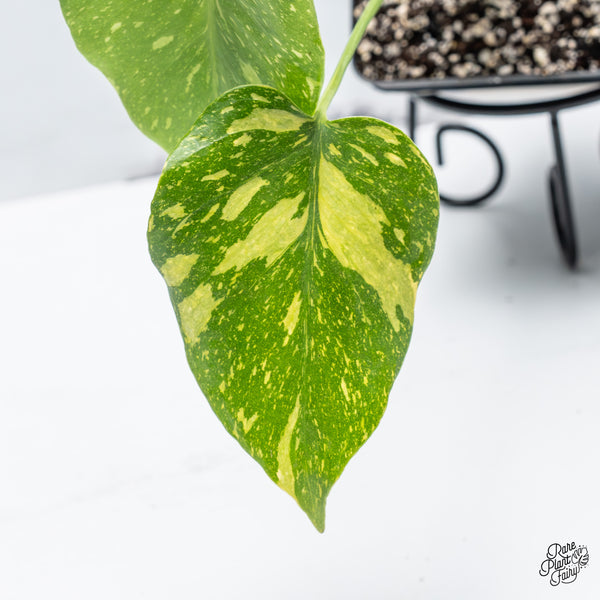 Monstera Deliciosa 'Electrolyte' (wk45-F)