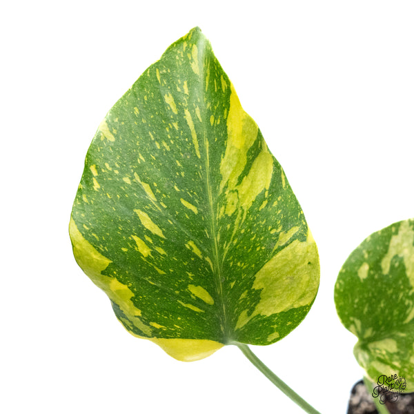 Monstera Deliciosa 'Electrolyte' (wk45-F)