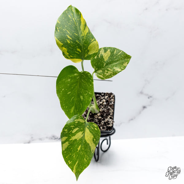 Monstera Deliciosa 'Electrolyte' (wk45-F)