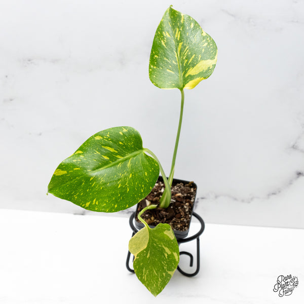 Monstera Deliciosa 'Electrolyte' (wk46-AB)