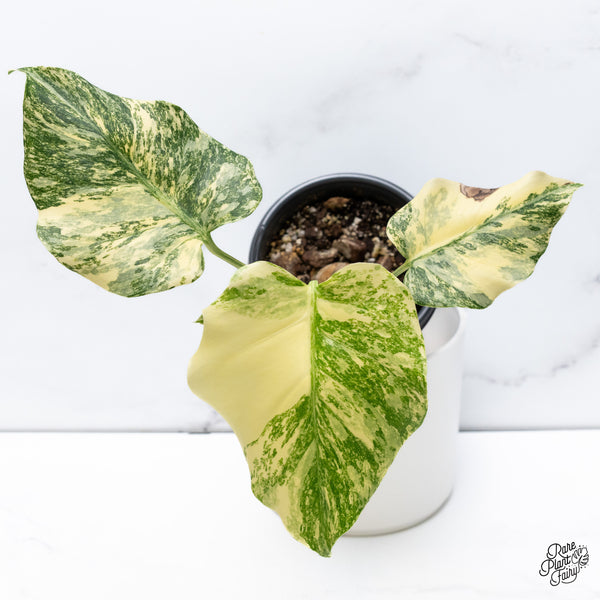 Monstera Deliciosa 'Fairy Dust' (Thai Constellation Mutation) (wk36-O)