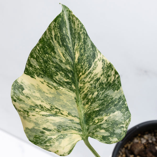 Monstera Deliciosa 'Fairy Dust' (Thai Constellation Mutation) (wk36-O)