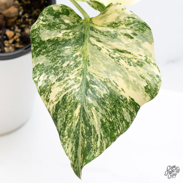 Monstera Deliciosa 'Fairy Dust' (Thai Constellation Mutation) (wk36-O)