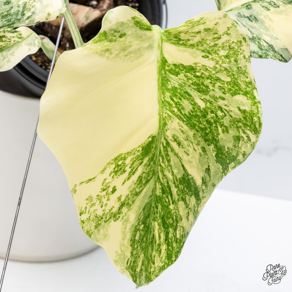 Monstera Deliciosa 'Fairy Dust' (Thai Constellation Mutation) (wk36-O)