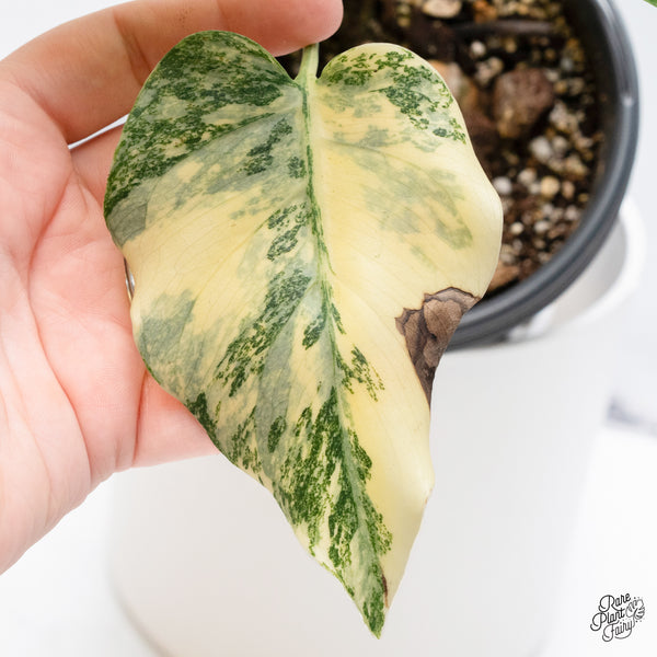 Monstera Deliciosa 'Fairy Dust' (Thai Constellation Mutation) (wk36-O)