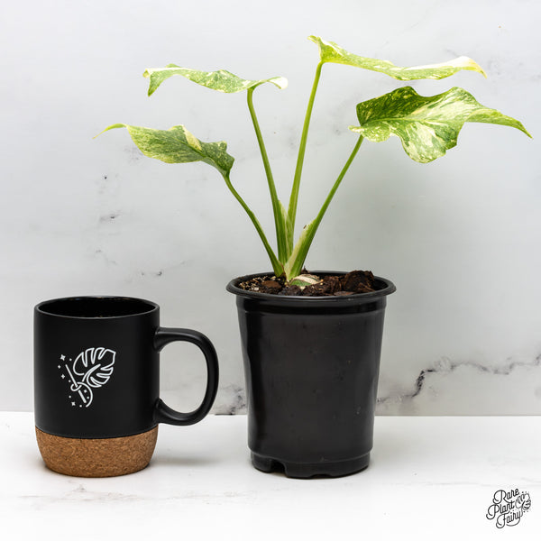 Monstera Deliciosa 'Fairy Dust'  (wk45-M)