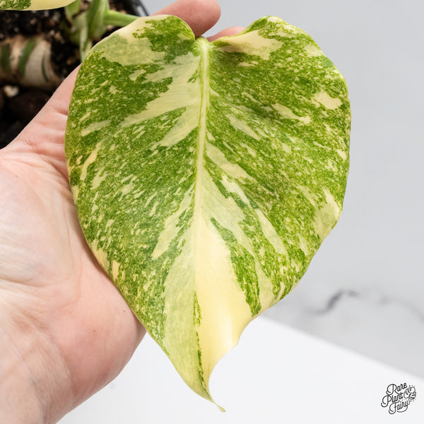 Monstera Deliciosa 'Fairy Dust'  (wk45-M)