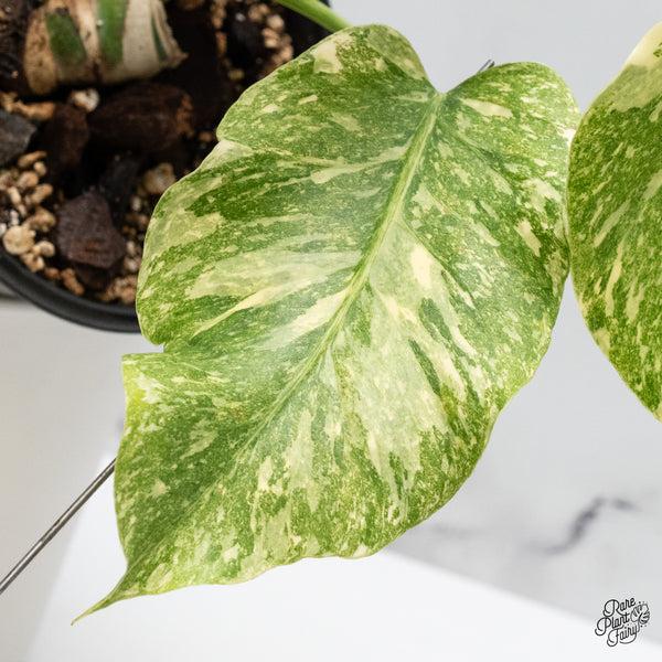 Monstera Deliciosa 'Fairy Dust'  (wk45-M)