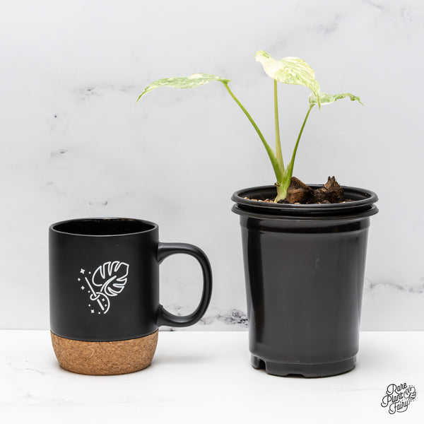 Monstera Deliciosa 'Fairy Dust'  (wk47-UM)