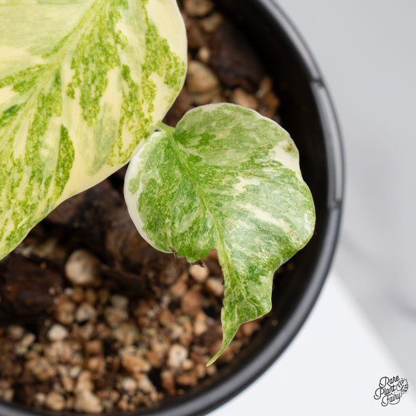 Monstera Deliciosa 'Fairy Dust'  (wk47-UM)